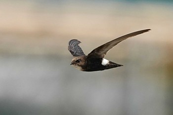 ヒメアマツバメ 大原漁港 2022年7月9日(土)