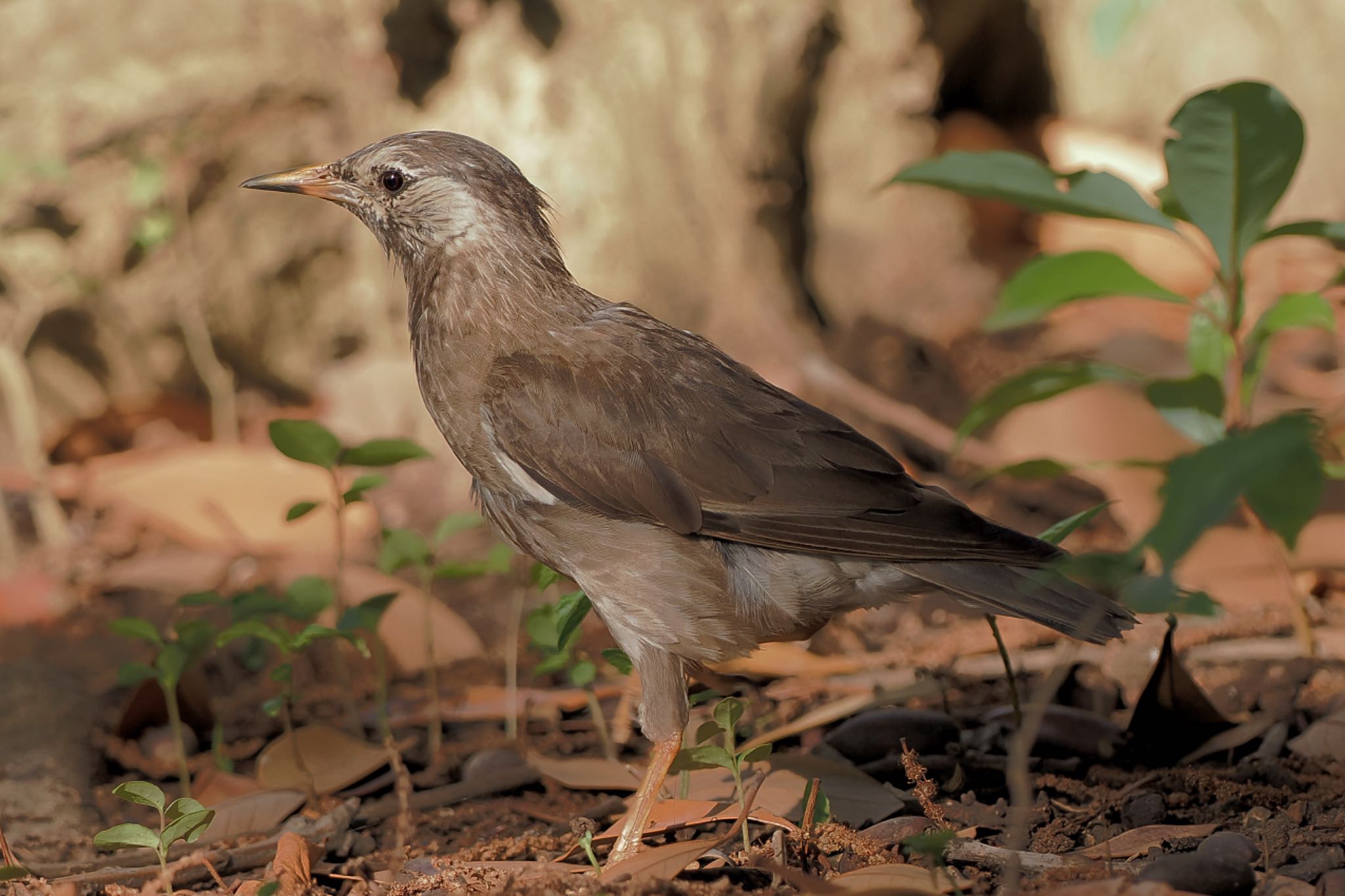 White-cheeked Starling