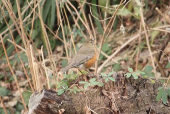 2018年1月13日(土) 三ツ池公園(横浜市鶴見区)の野鳥観察記録