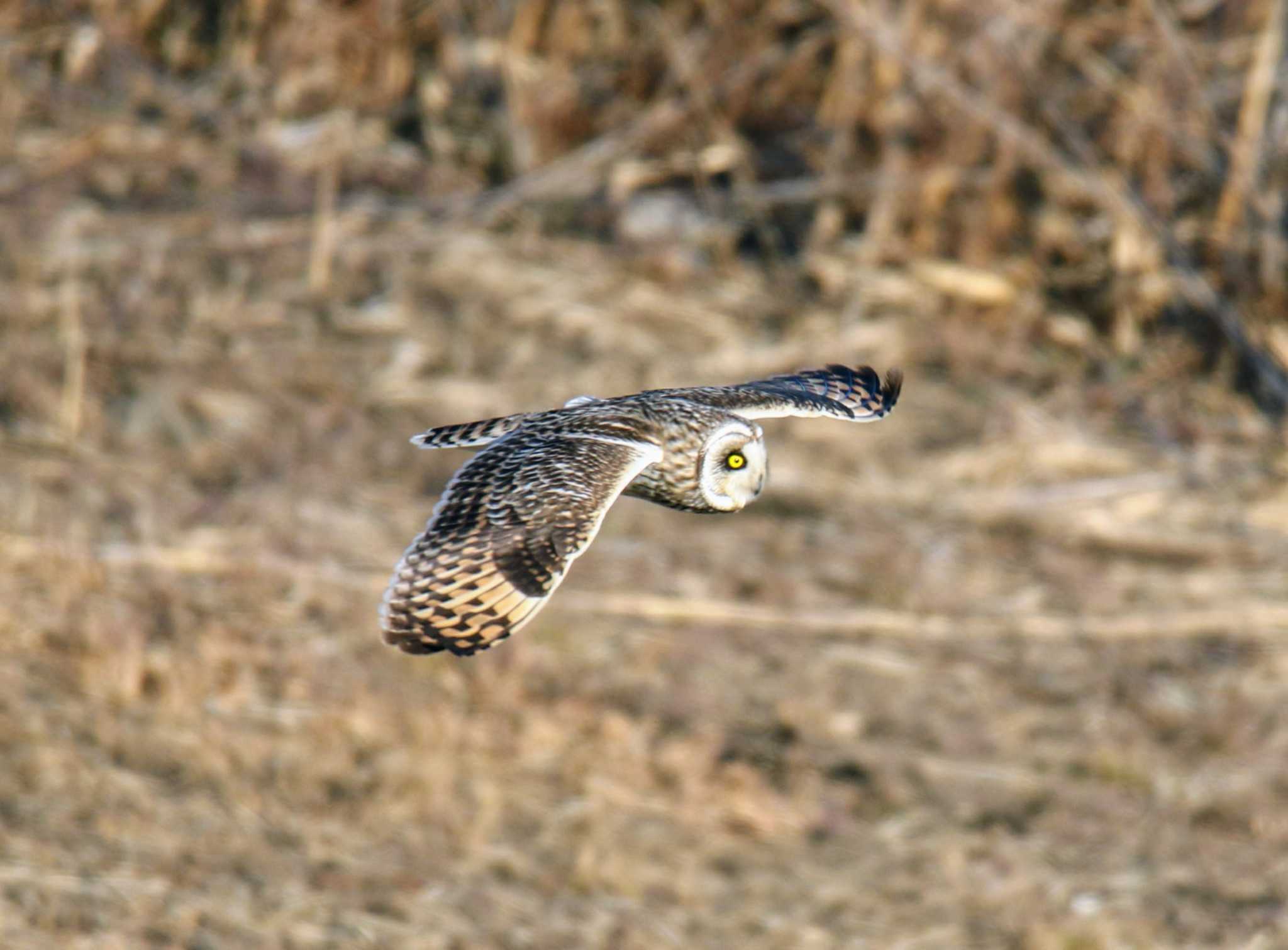 渡良瀬遊水地 コミミズクの写真 by はやぶさくん