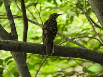 2022年7月10日(日) 奥四万湖の野鳥観察記録