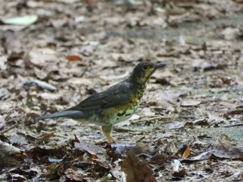 Japanese Thrush 奥四万湖 Sun, 7/10/2022