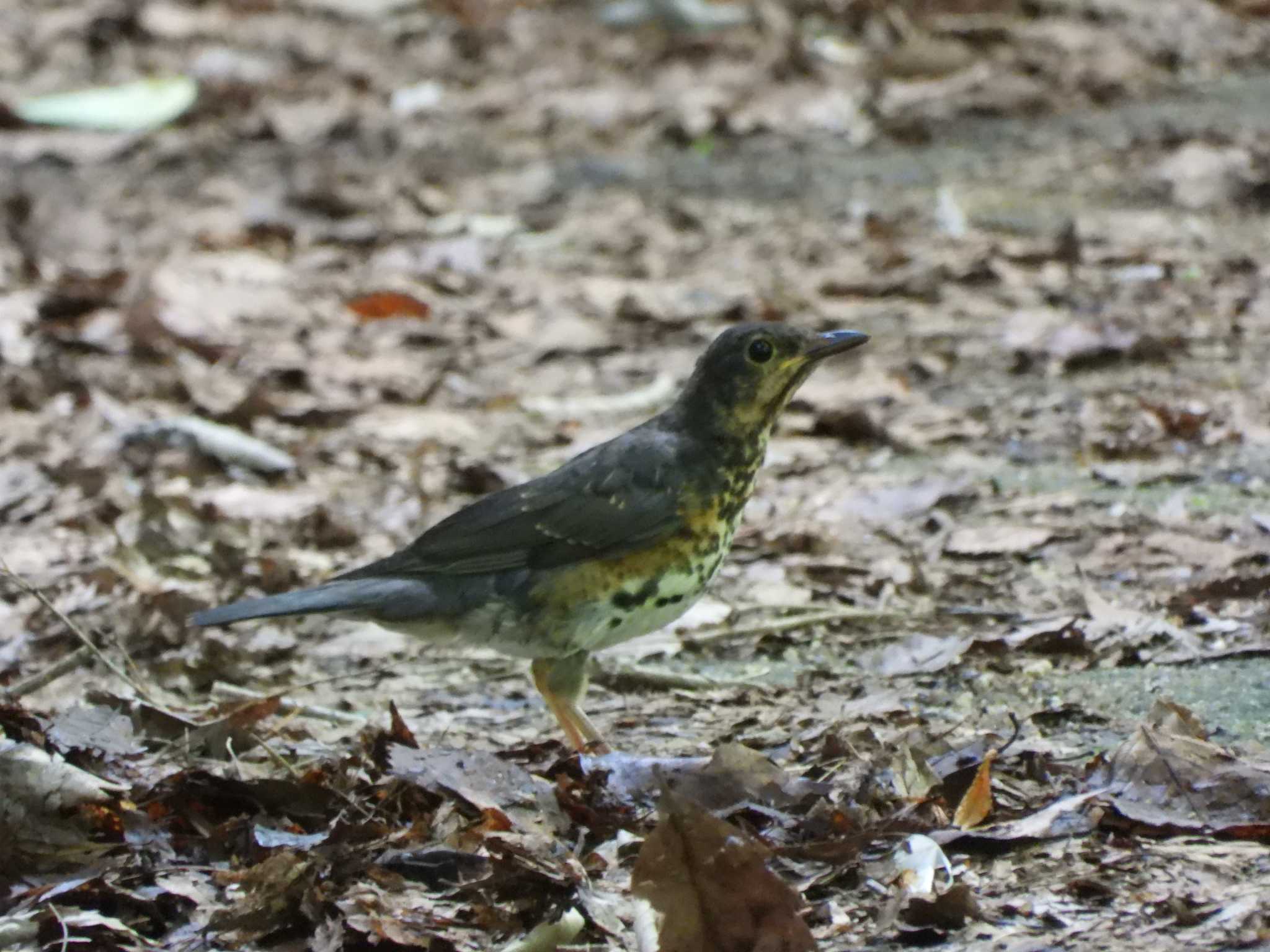 Japanese Thrush