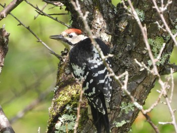 White-backed Woodpecker 奥四万湖 Sun, 7/10/2022