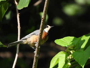 Varied Tit 奥四万湖 Sun, 7/10/2022