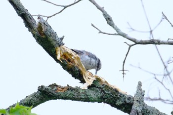 ゴジュウカラ 和琴温泉自然探勝路 2022年7月10日(日)