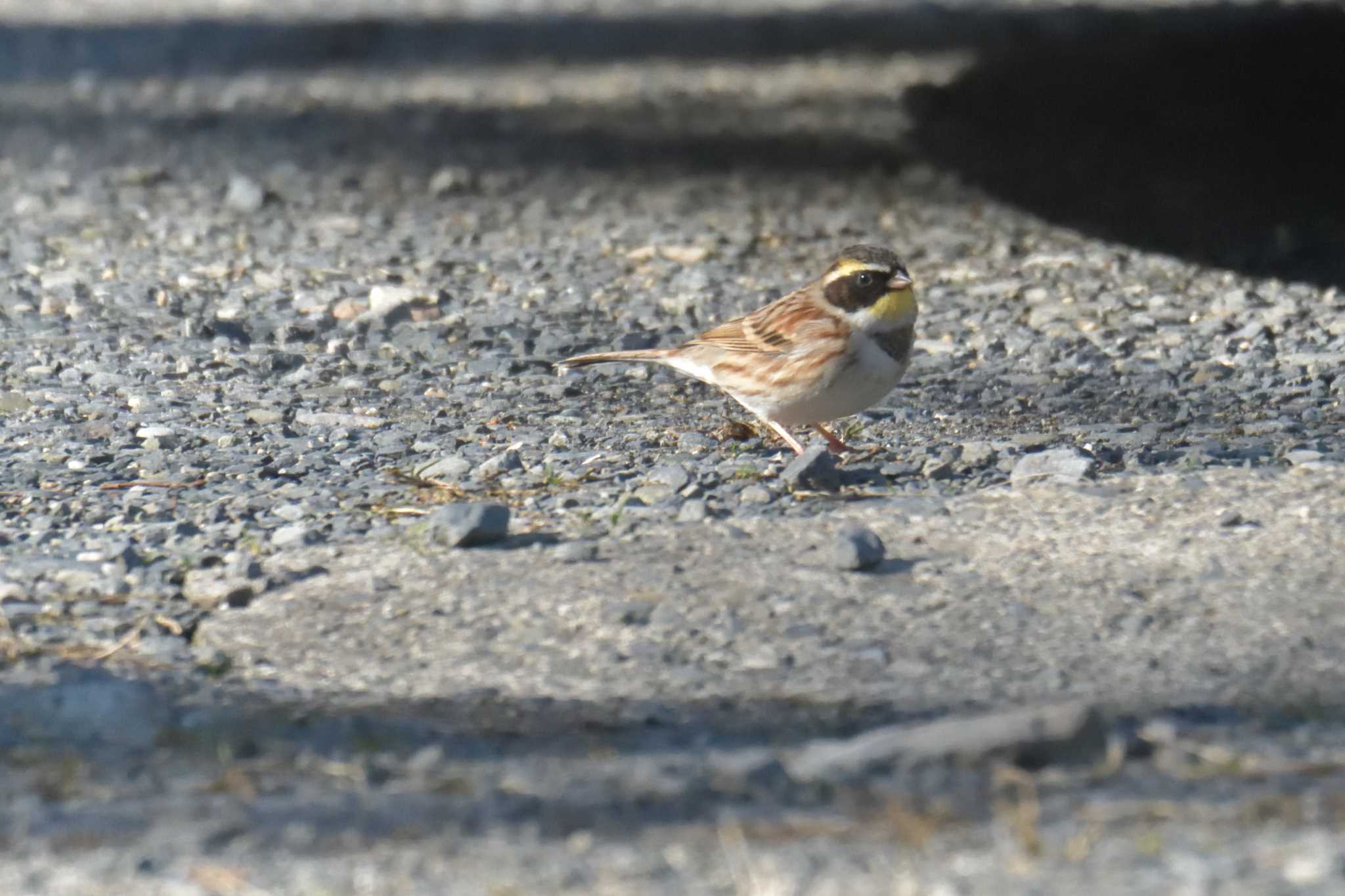 Photo of Yellow-throated Bunting at 滋賀県甲賀市甲南町創造の森 by masatsubo