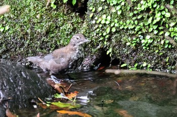 カワガラス 箕面山 2022年7月10日(日)