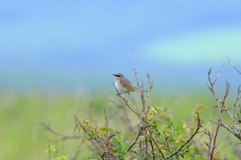 ノゴマ ワッカ原生花園 2022年7月10日(日)