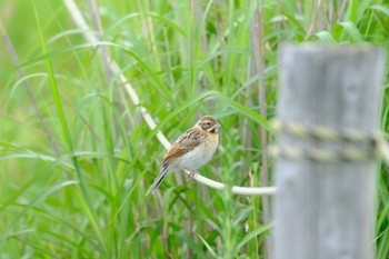 オオジュリン ワッカ原生花園 2022年7月10日(日)