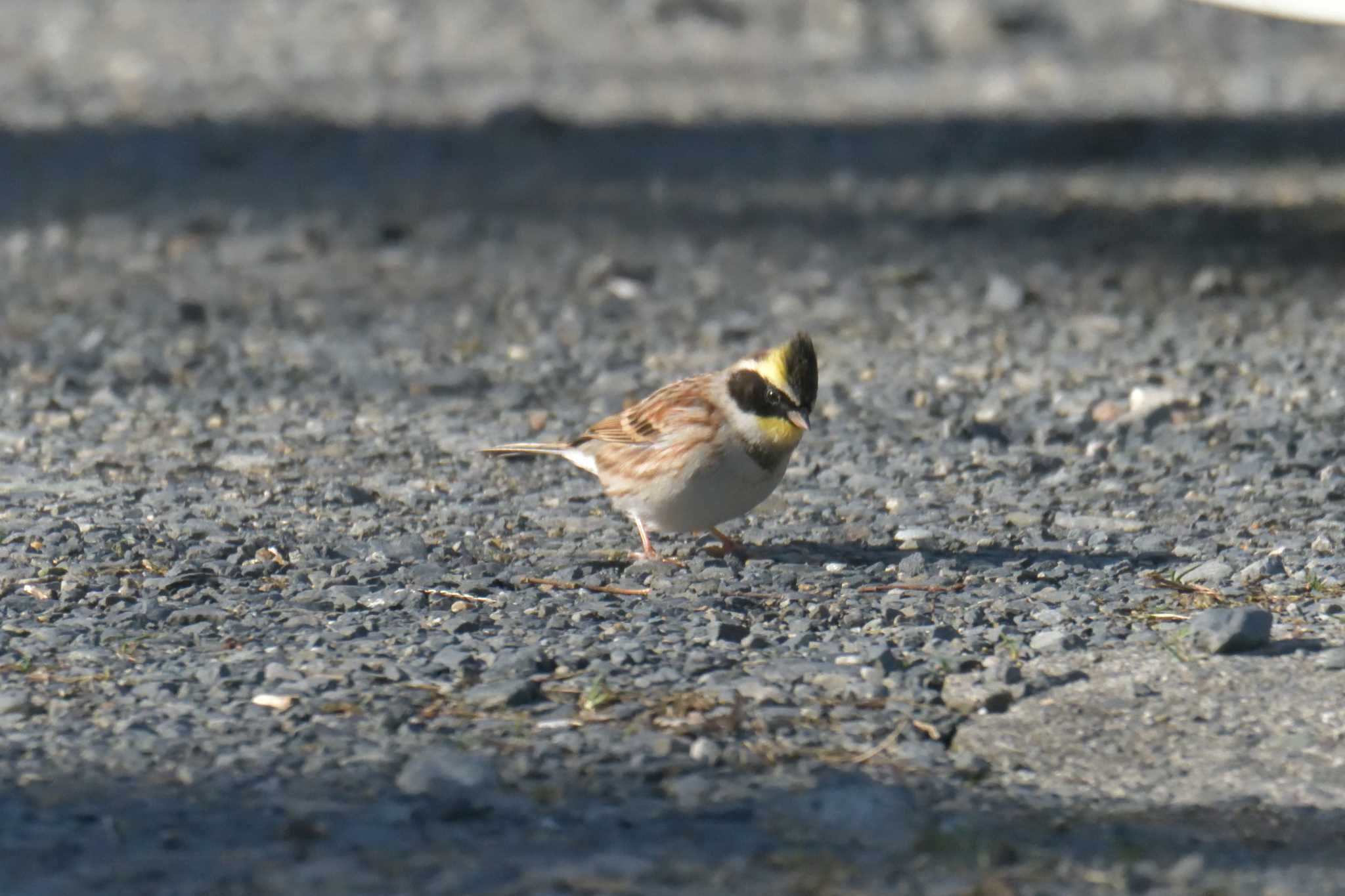 Photo of Yellow-throated Bunting at 滋賀県甲賀市甲南町創造の森 by masatsubo