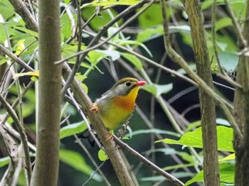 ソウシチョウ 摩耶山 2022年7月8日(金)