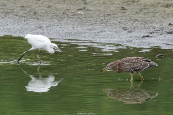 コサギ 東京港野鳥公園 2022年7月8日(金)