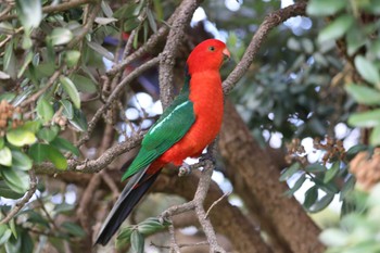 キンショウジョウインコ 場所が不明 2022年7月9日(土)