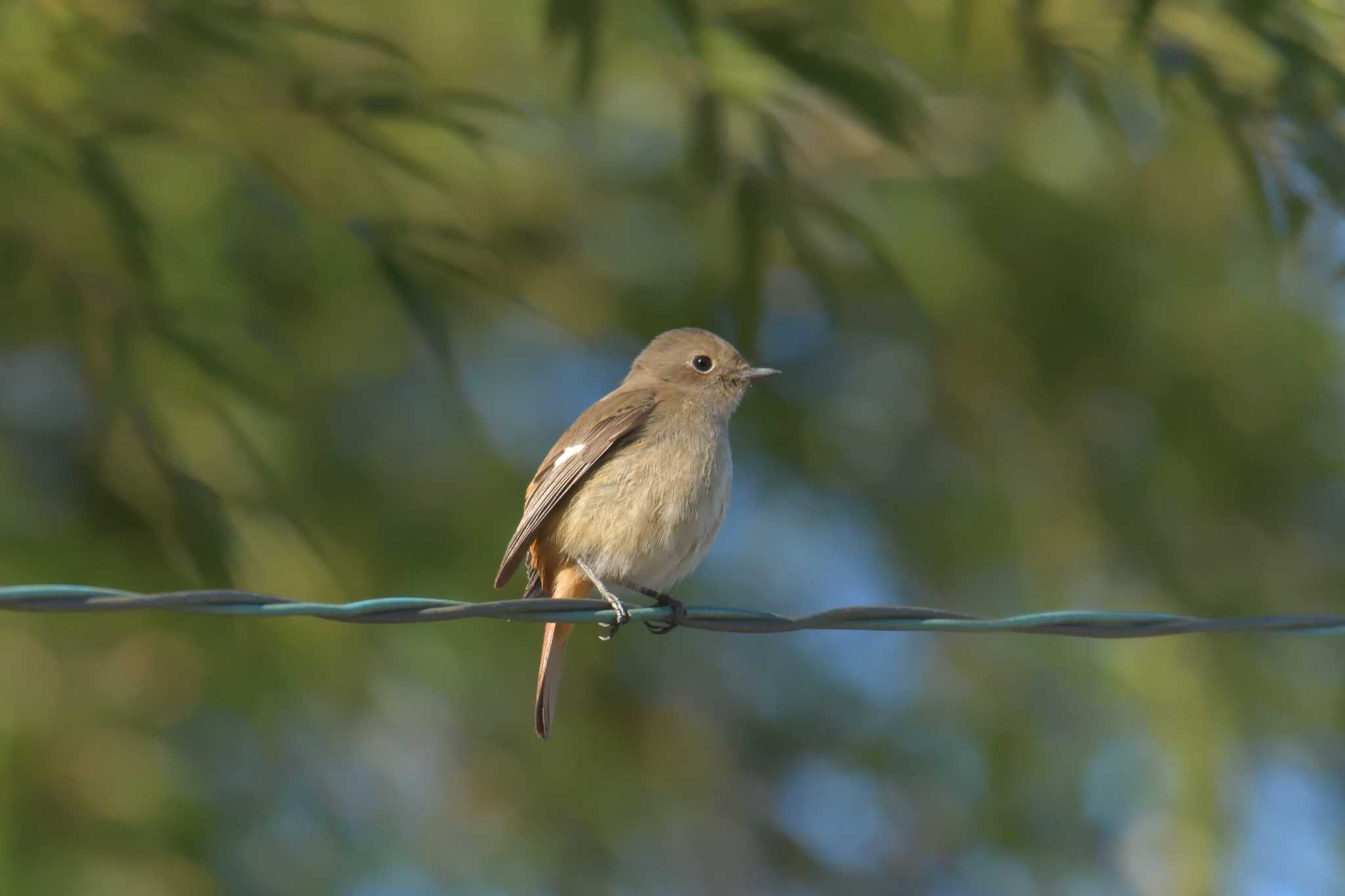 Photo of Daurian Redstart at 滋賀県甲賀市甲南町創造の森 by masatsubo