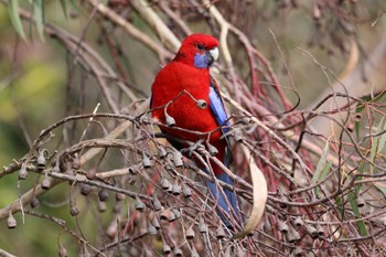 Crimson Rosella Unknown Spots Sat, 7/9/2022