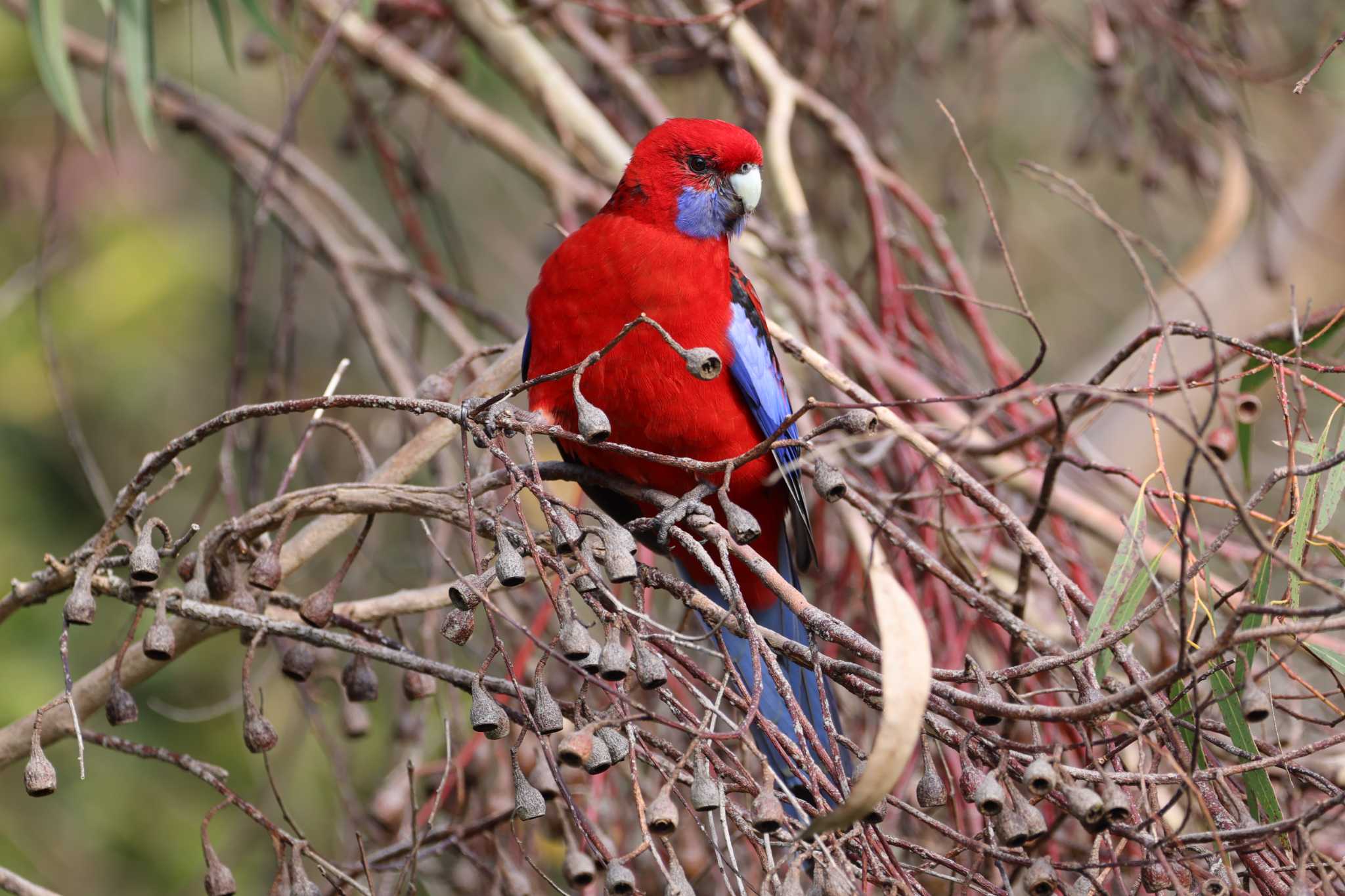 Photo of Crimson Rosella at  by Mororo