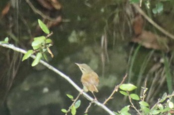 ウグイス 桂坂野鳥遊園 2022年7月10日(日)