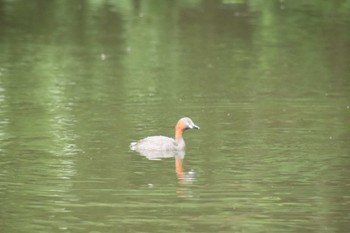 カイツブリ 桂坂野鳥遊園 2022年7月10日(日)