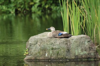 カルガモ 桂坂野鳥遊園 2022年7月10日(日)