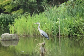 アオサギ 桂坂野鳥遊園 2022年7月10日(日)