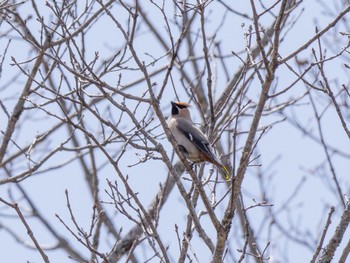 2021年5月4日(火) 奥日光(戦場ヶ原,湯滝)の野鳥観察記録