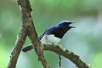 2022年7月10日(日) 早戸川林道の野鳥観察記録