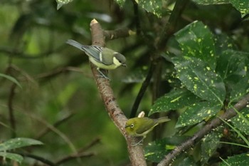 2022年6月11日(土) 京都御苑の野鳥観察記録