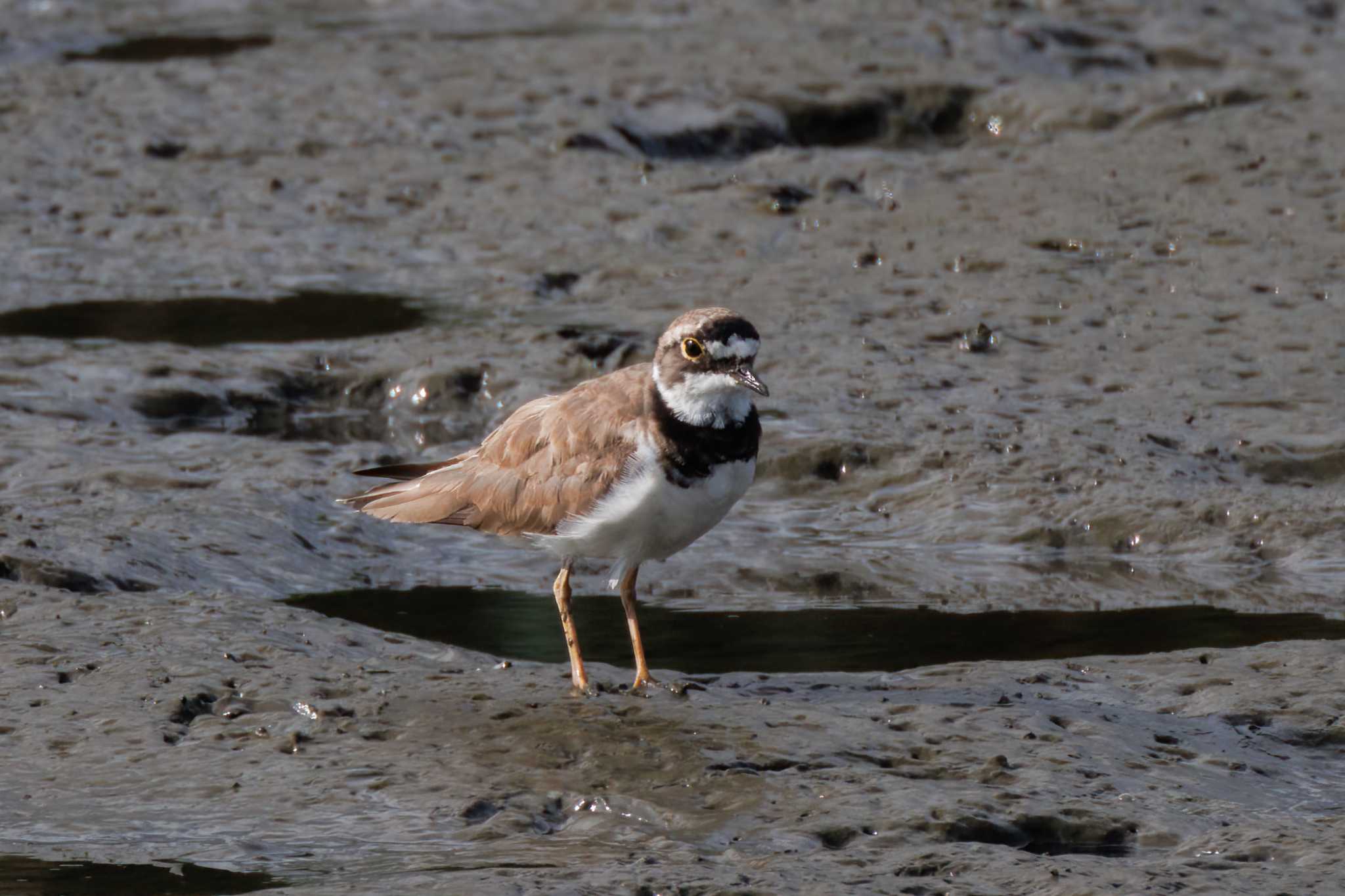 Photo of Little Ringed Plover at 六郷橋緑地 by nonta