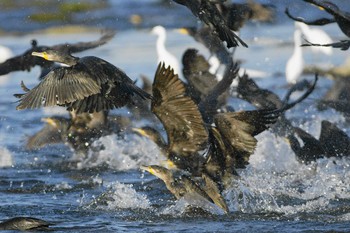 Great Cormorant 多摩川 Unknown Date