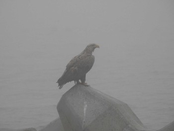 Sat, 7/9/2022 Birding report at Notsuke Peninsula