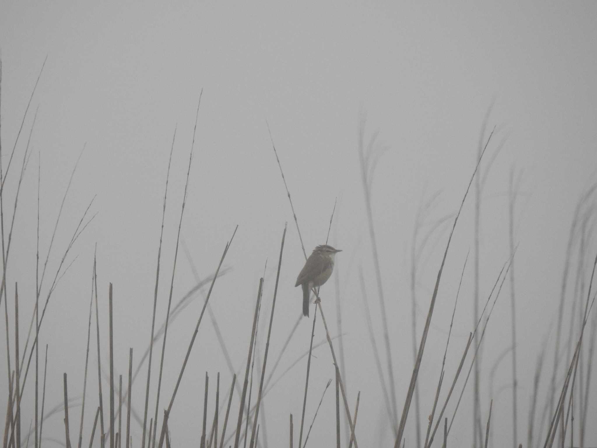霧中のコヨシキリ by とーふ