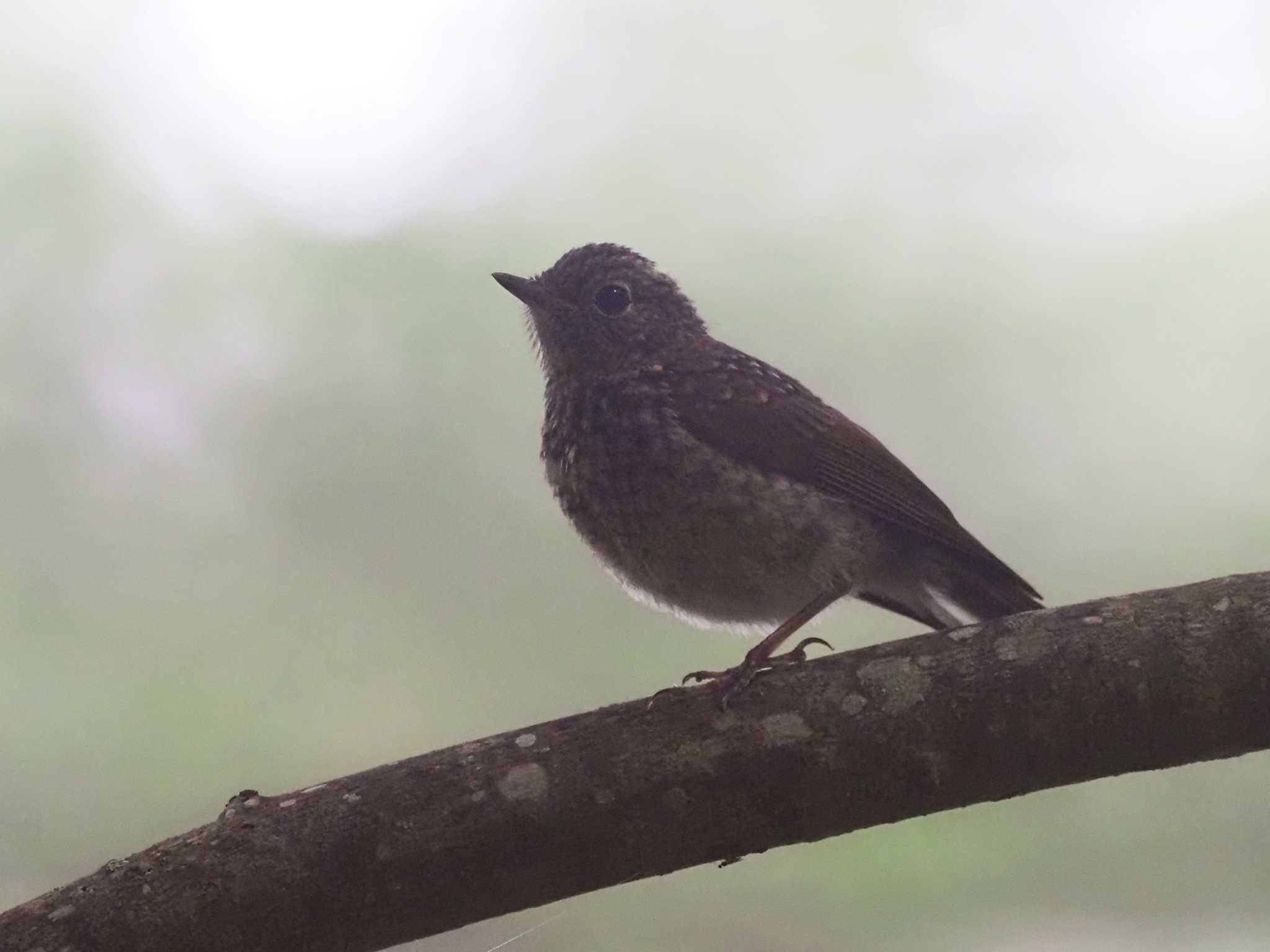 Narcissus Flycatcher