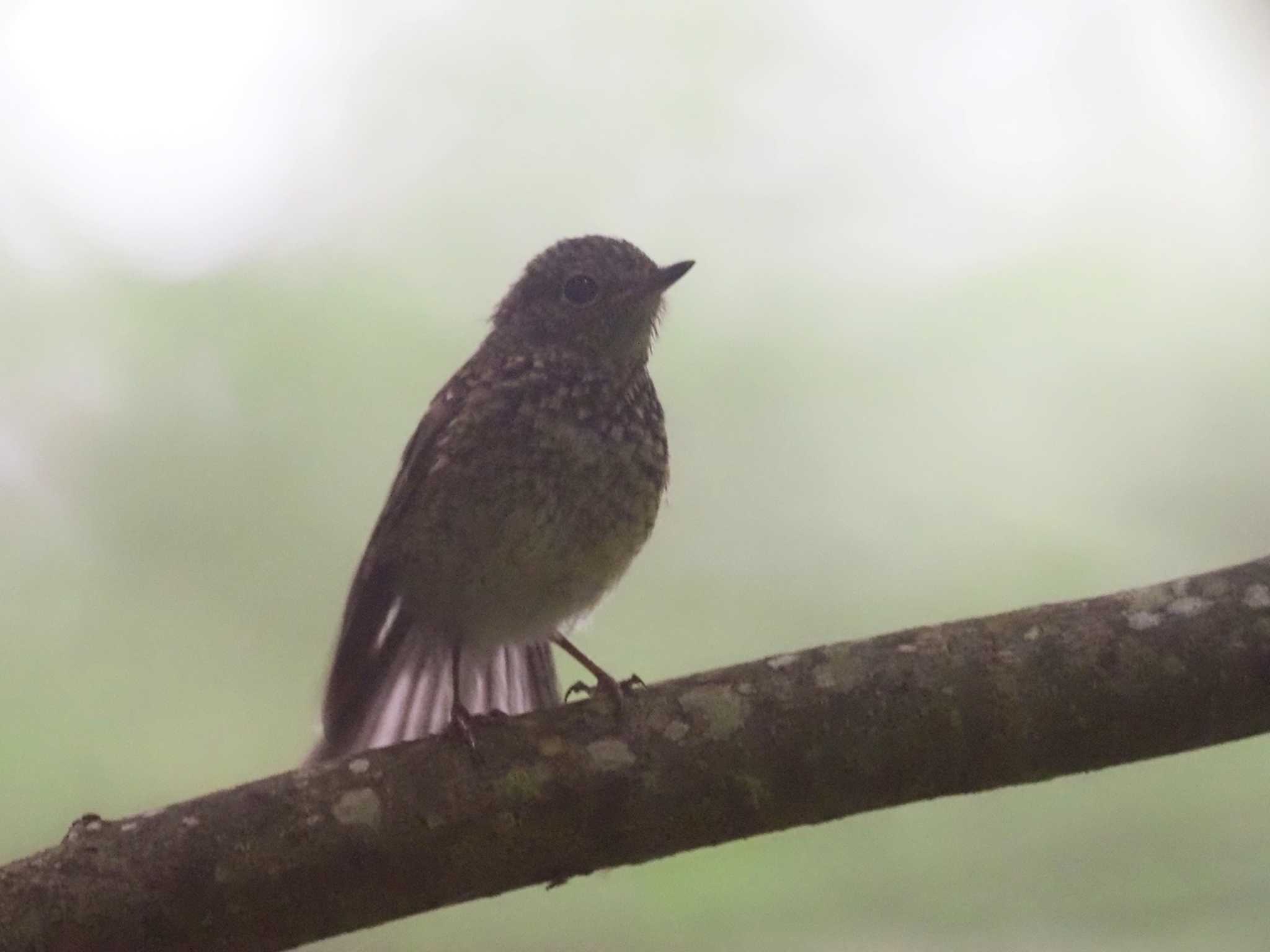 Narcissus Flycatcher