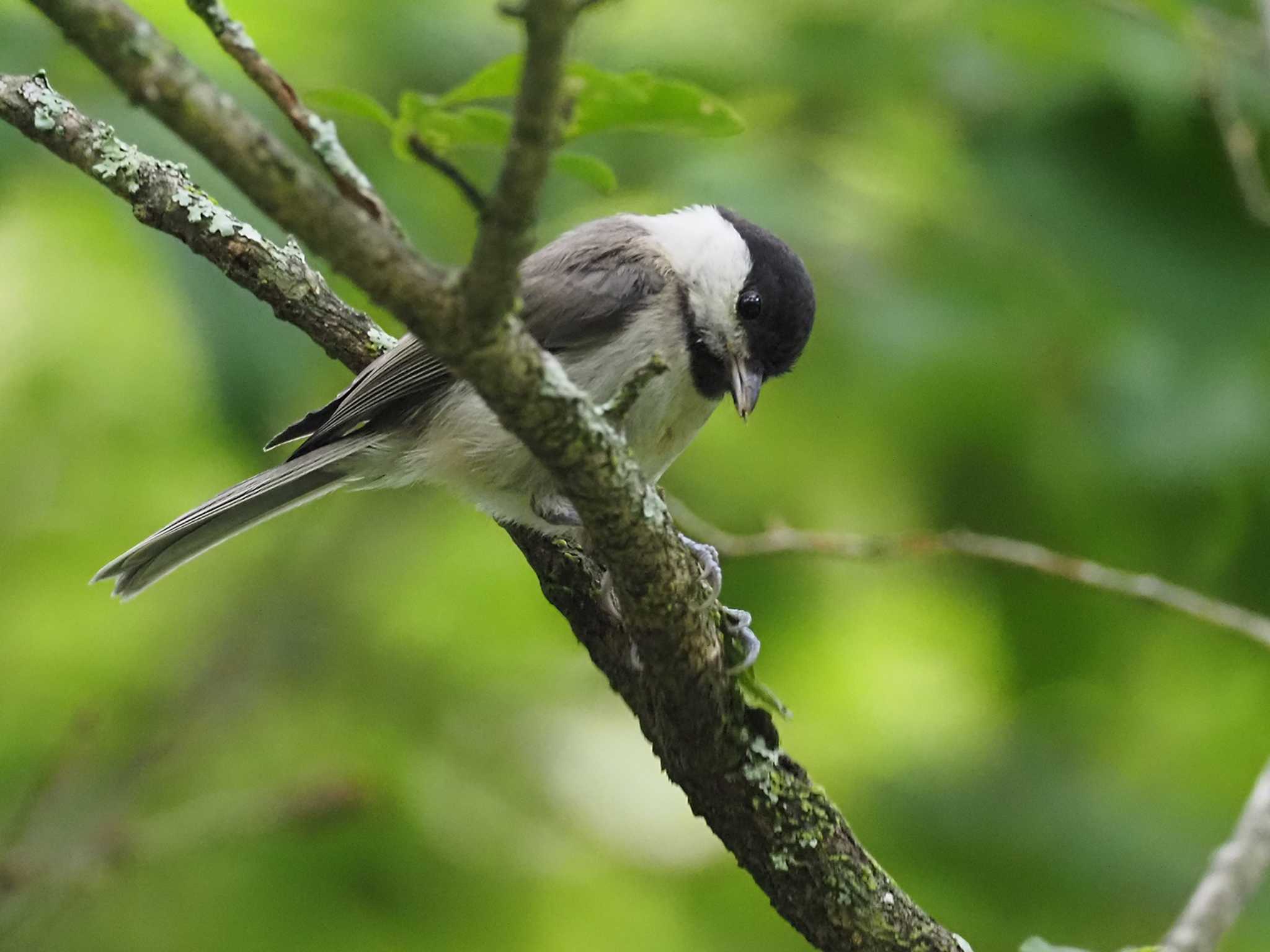 Willow Tit