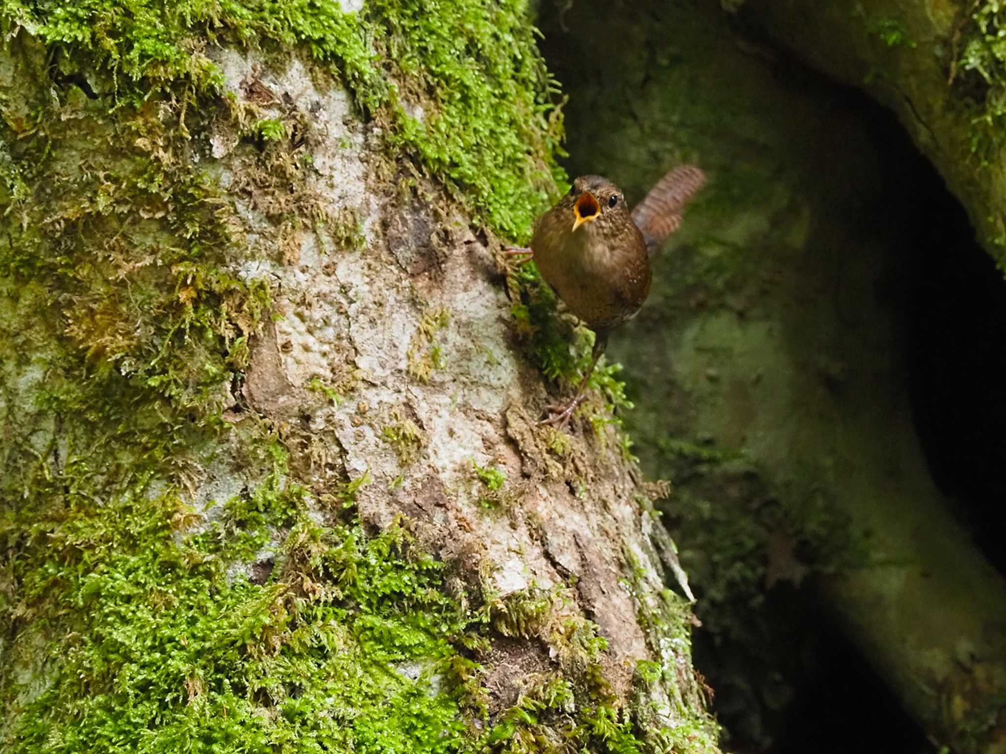 Eurasian Wren