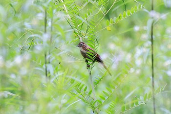 Meadow Bunting 各務野自然遺産の森 Mon, 7/11/2022