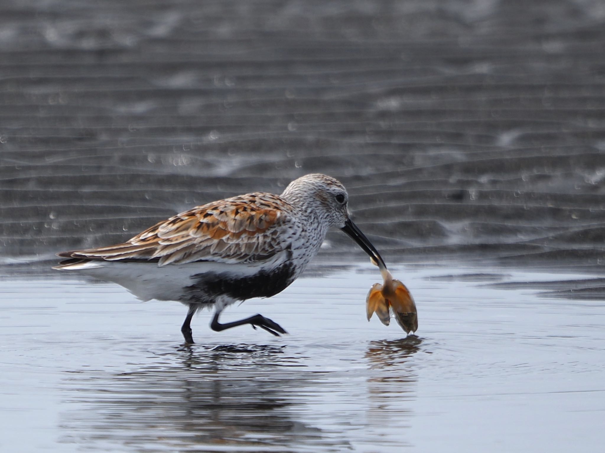 Dunlin