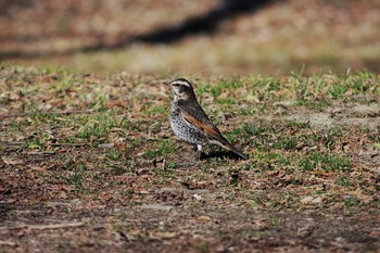 ツグミ 秋ヶ瀬公園 2018年1月13日(土)