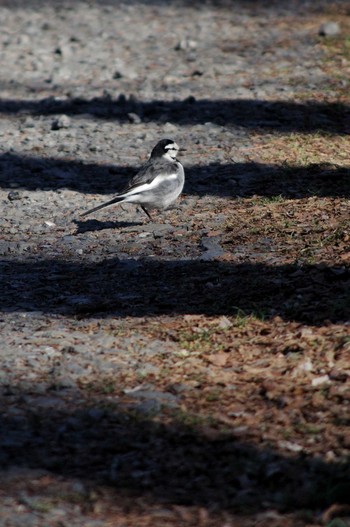 2018年1月13日(土) 秋ヶ瀬公園の野鳥観察記録