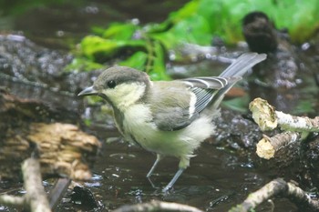 シジュウカラ こども自然公園 (大池公園/横浜市) 2022年7月11日(月)