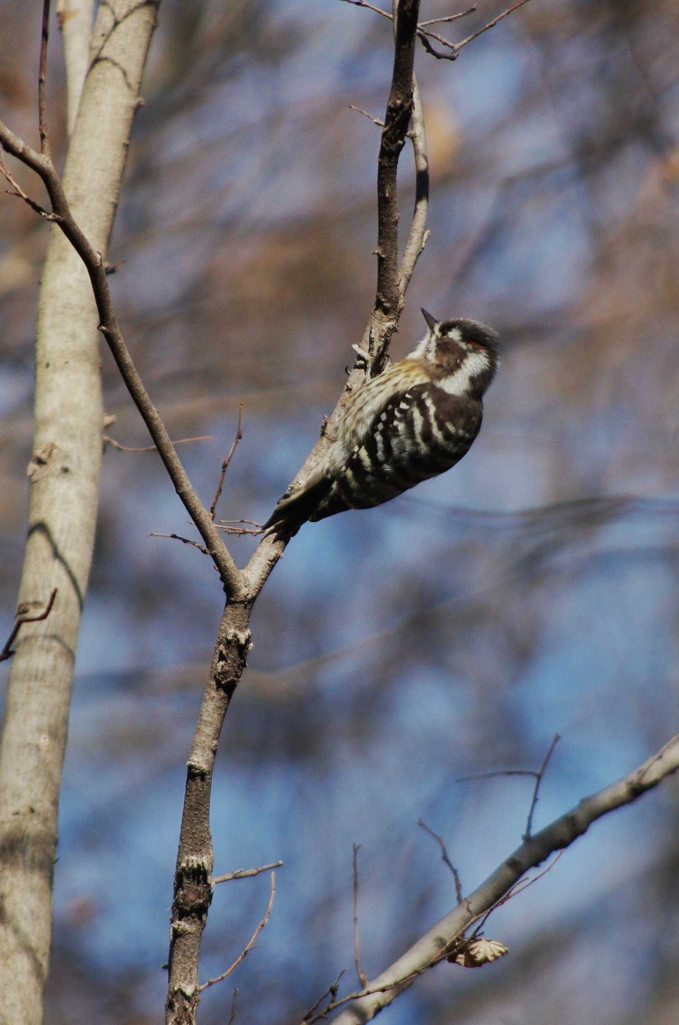 Photo of Japanese Pygmy Woodpecker at Akigase Park by zingo