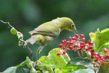 Warbling White-eye Kodomo Shizen Park Mon, 7/11/2022