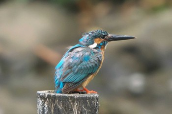 Common Kingfisher Kodomo Shizen Park Mon, 7/11/2022