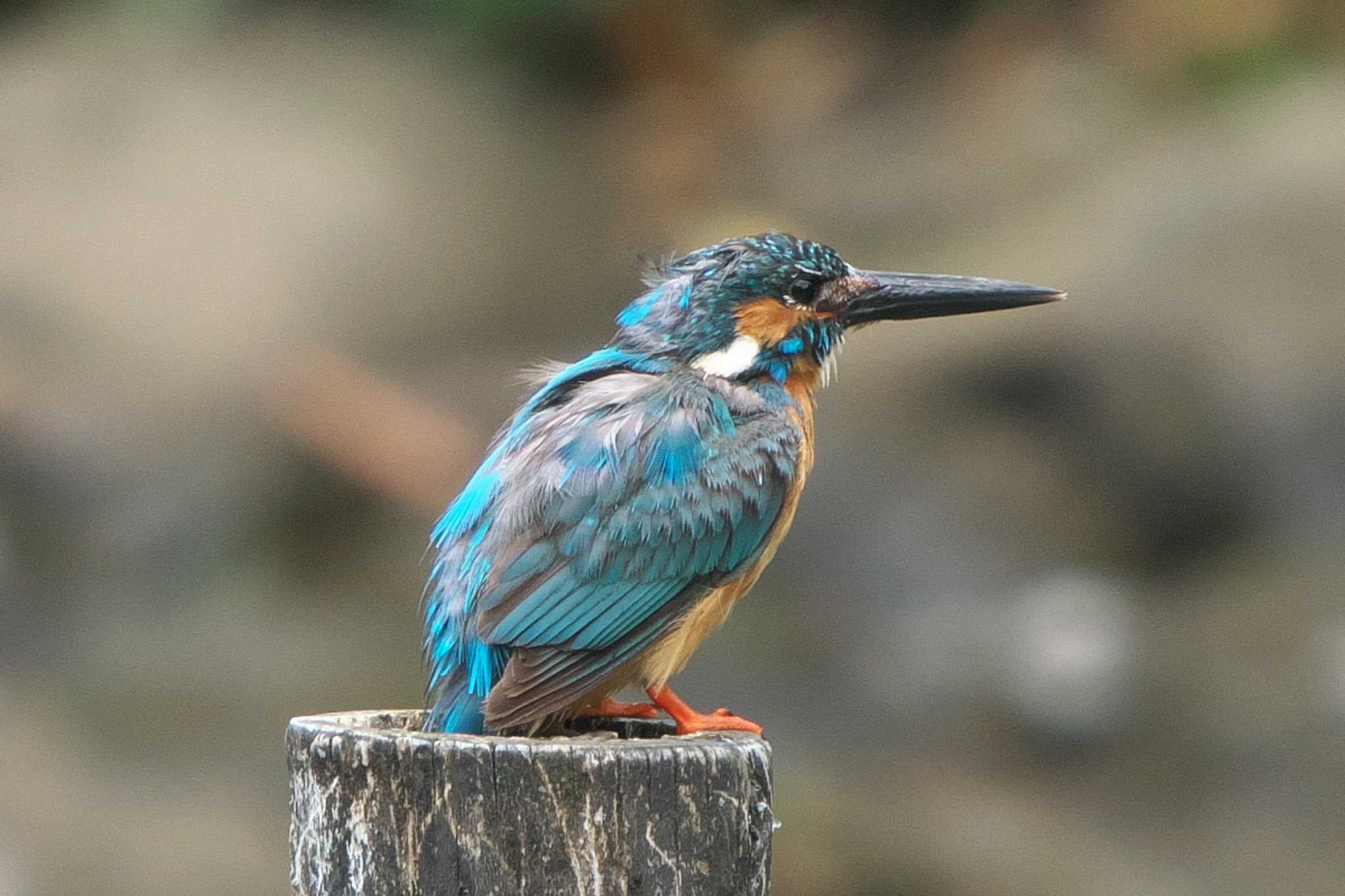Photo of Common Kingfisher at Kodomo Shizen Park by Y. Watanabe