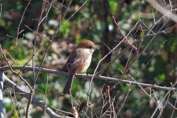 モズ 秋ヶ瀬公園 2018年1月13日(土)