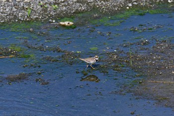 2022年7月11日(月) 山下サイクリング橋の野鳥観察記録