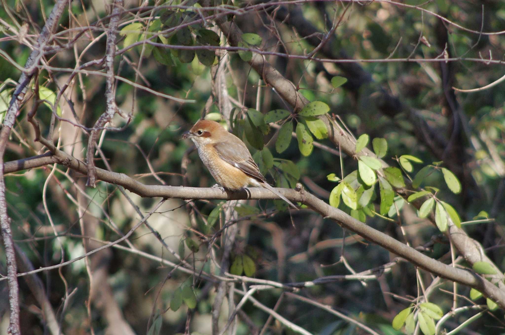 Photo of Bull-headed Shrike at Akigase Park by zingo