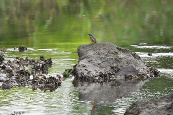 2022年7月12日(火) 長浜公園の野鳥観察記録