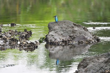 カワセミ 長浜公園 2022年7月12日(火)